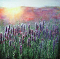 Sonnenaufgang im Lavendel 2012, schon vergeben